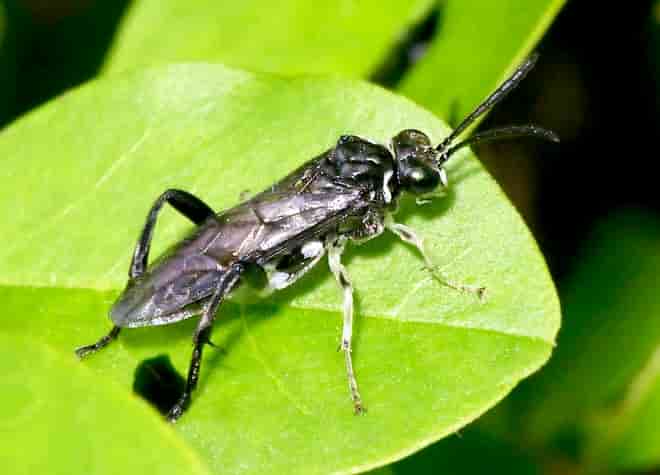 昆虫図鑑・シマクロハバチ